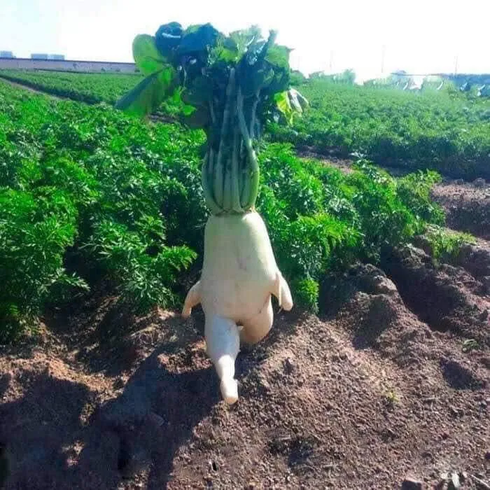 “Unusual Images”: 30 Of The Most Comically Bizarre Pics Shared By This Facebook Page