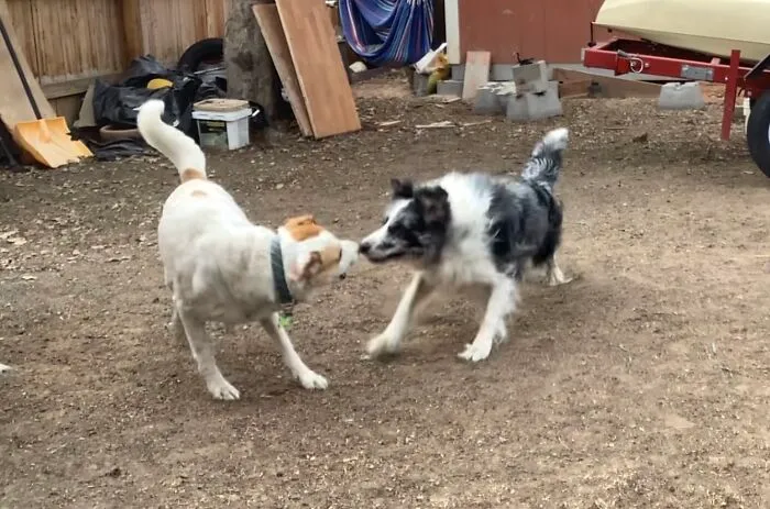 My Dog, Bunny, And Sirius Play Fighting. Sirius Is The Black One