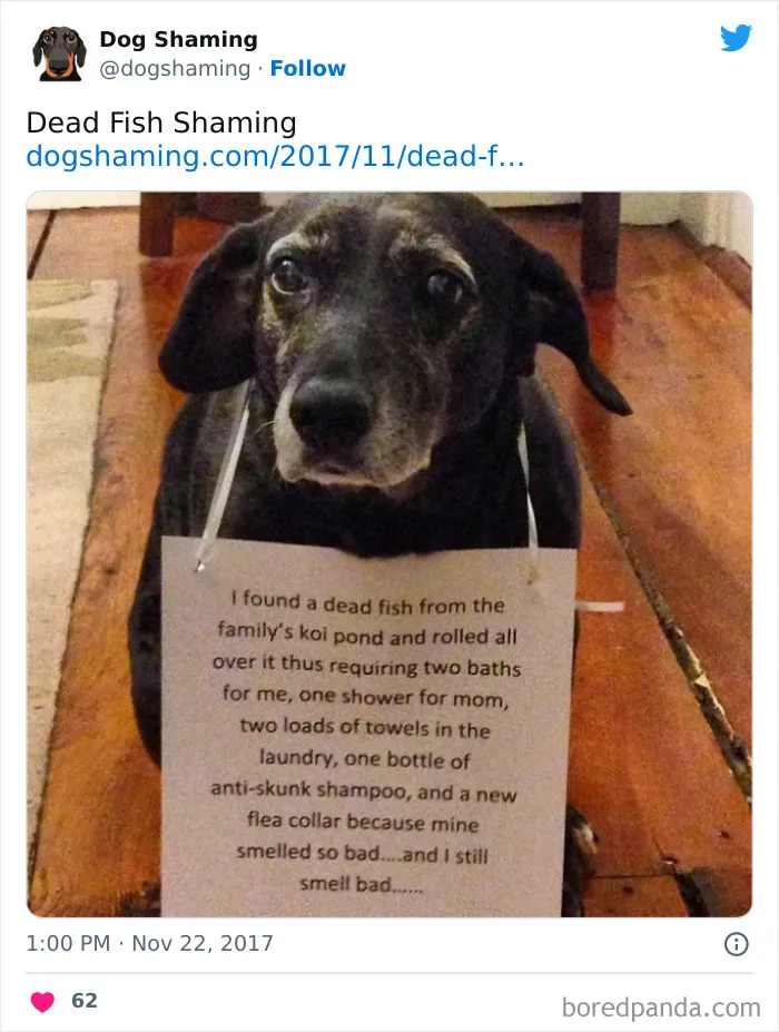 40 Dogs That Committed Such Wicked Acts, Their Owners Couldn't Help But "Shame" Them (New Pics)