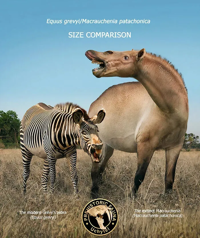 The Modern Grevy's Zebra And The Extinct Macrauchenia