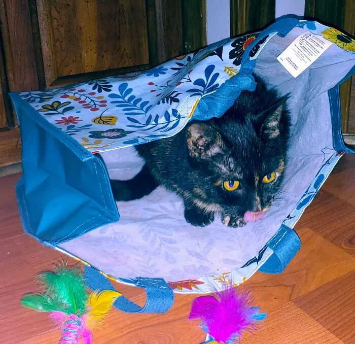 I Found This Weirdo About 2 Years Ago Behind My Shed. She Was Crying, Starving, And Covered In Ticks. Took Her In And She's Been A Great Addition To Our Family