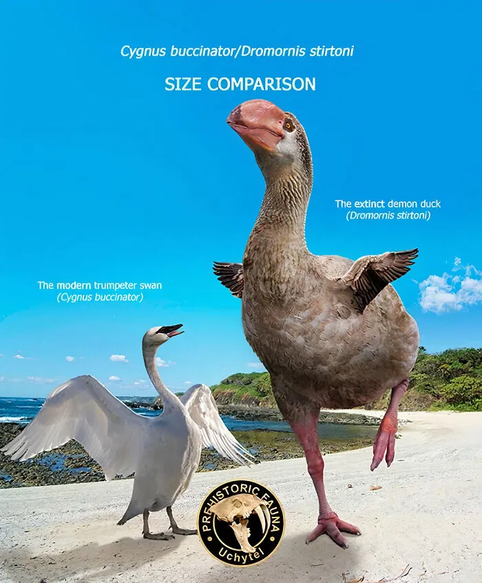 The Modern Trumpeter Swan And The Extinct Demon Duck