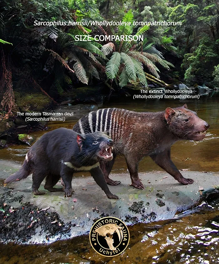 The Modern Tasmanian Devil And The Extinct Whollydooleya