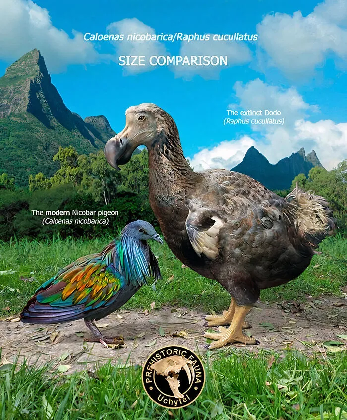 The Modern Nicobar Pigeon And The Extinct Dodo