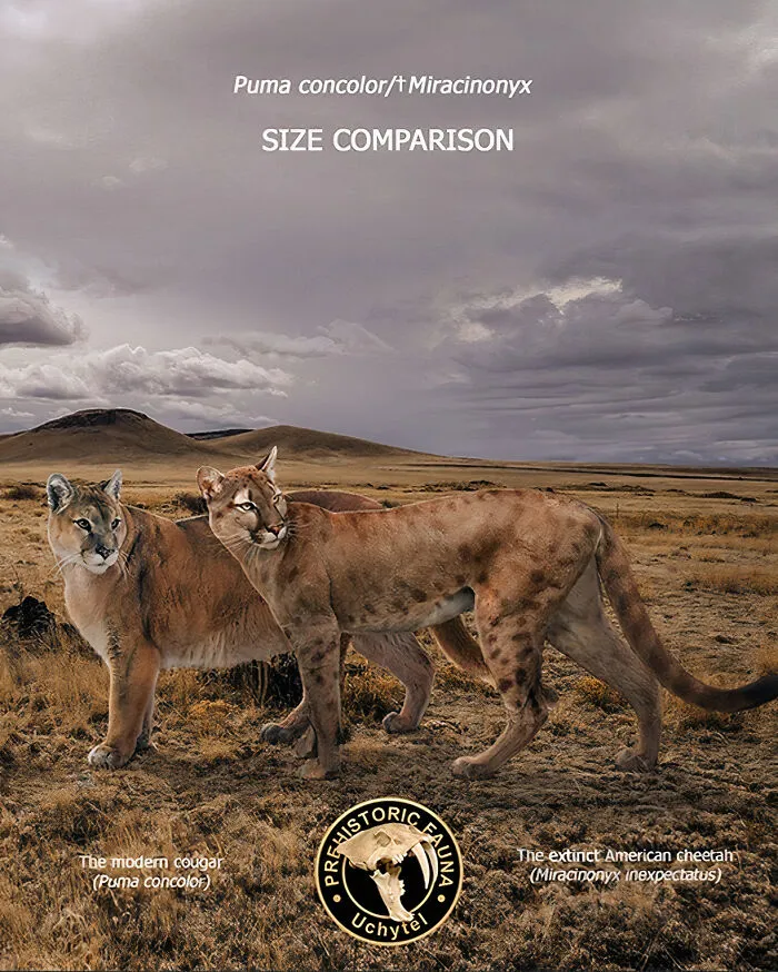 The Modern Cougar And The Extinct American Cheetah