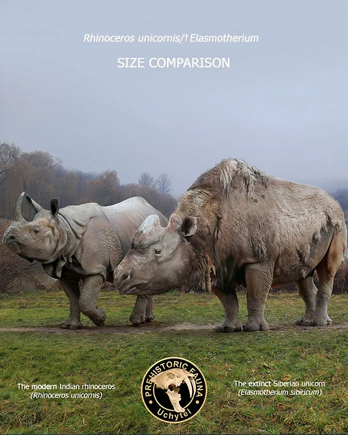 The Modern Indian Rhinoceros And The Extinct Siberian Unicorn