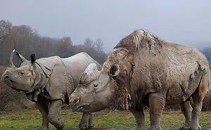 30 New Size Comparisons Of Extinct Species And Their Modern Relatives By Roman Uchytel