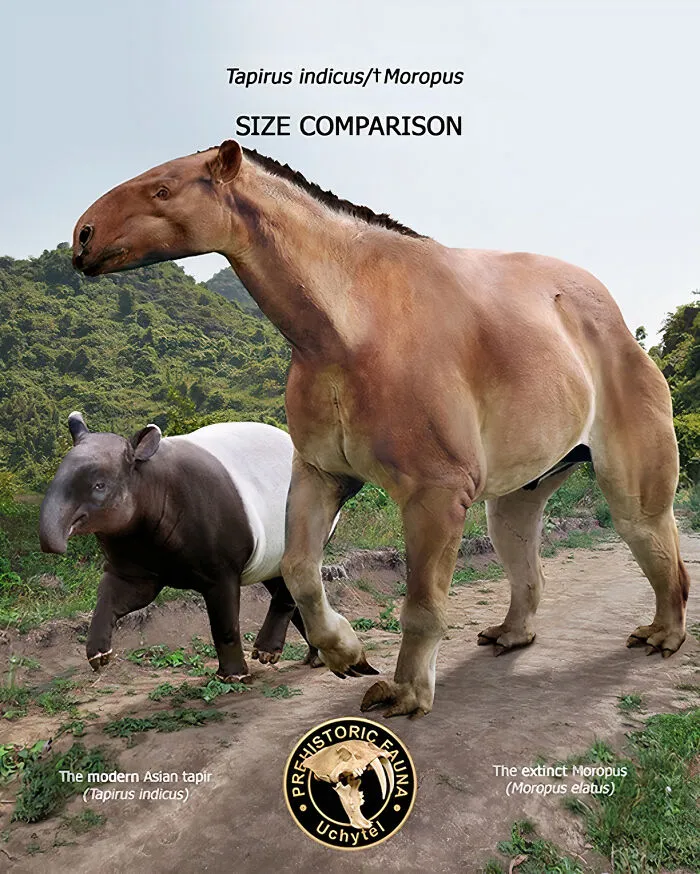 The Modern Asian Tapir And The Extinct Moropus