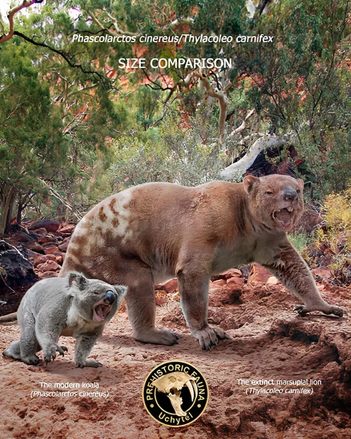 The Modern Koala And The Extinct Marsupial Lion