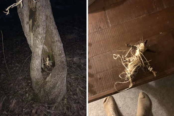Something I Found In A Tree On The Way Back From A Hike
