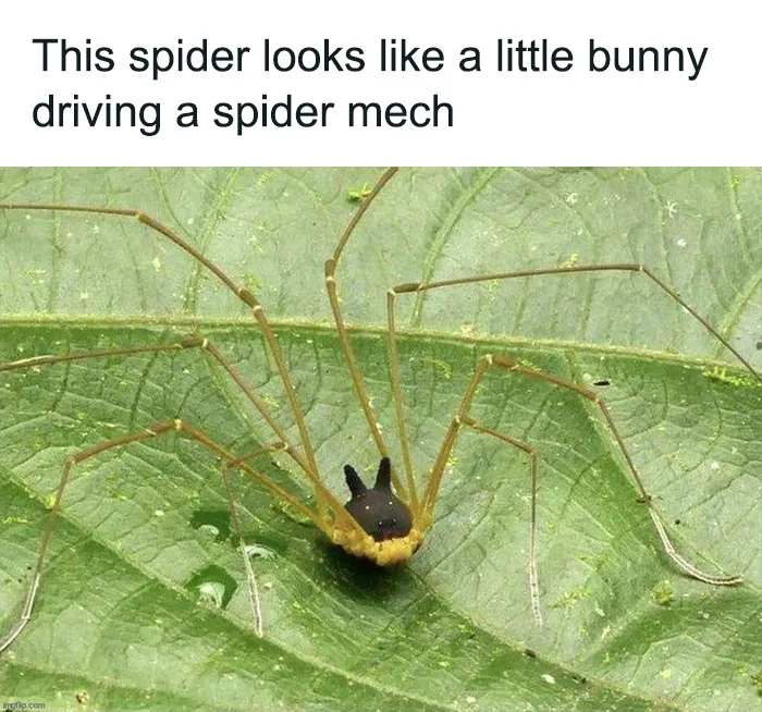 Bunny Spider Mech, Boss Type Enemy, When Killed You Keep The Bunny As A Pet, +50 Ranged Attack, +100 Melee Attack