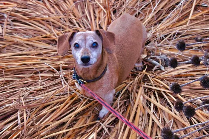 “Crop Circles?!?  Not Me, I Never Heard Of Them!!”
