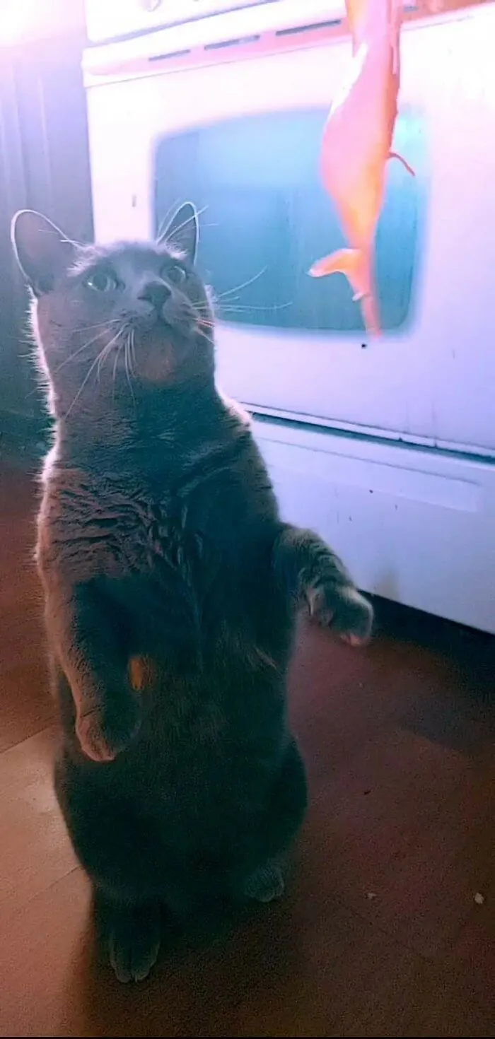 Baba Yaga Constantly Begs For Our Food And Today I Have In And Gave In. She Was Very Surprised And Was Unsure What To Do