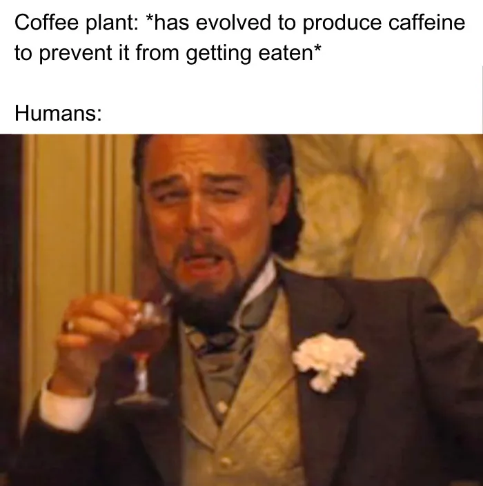 A coffee meme featuring an image of a well-known actor in a historical movie scene, holding a drink and laughing smugly. The text above the image reads, "Coffee plant: has evolved to produce caffeine to prevent it from getting eaten Humans:" The image humorously contrasts the coffee plant's natural defense mechanism with humans' love for consuming coffee, implying that humans enjoy what was meant to be a deterrent. The actor's expression adds to the humor by depicting a sense of ironic satisfaction.