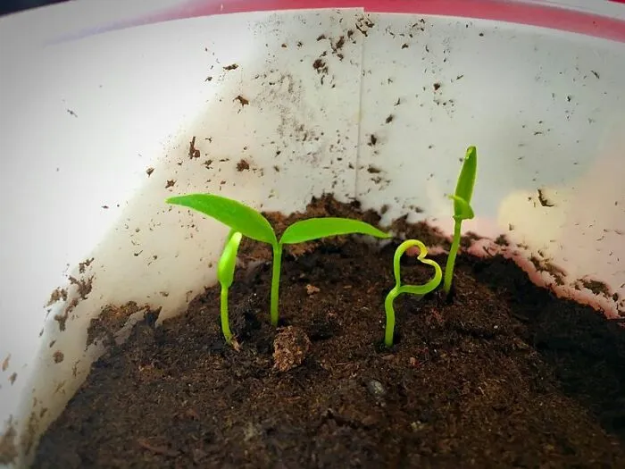 Uno de mis brotes de jalapeño me quiere