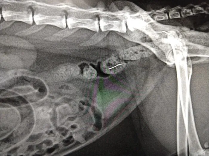 Ate A Cat Toy And Part Of A Copper Mesh Scouring Pad