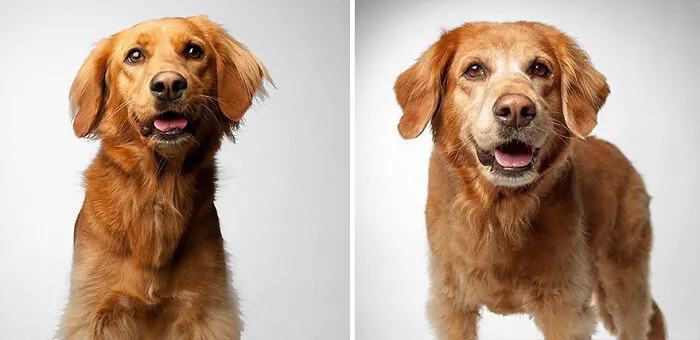 Dixie - 2008 And 2016