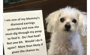 40 Dogs That Committed Such Wicked Acts, Their Owners Couldn't Help But "Shame" Them (New Pics)