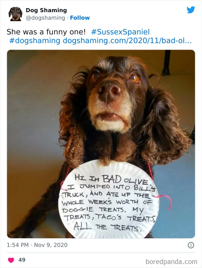 40 Dogs That Committed Such Wicked Acts, Their Owners Couldn't Help But "Shame" Them (New Pics)