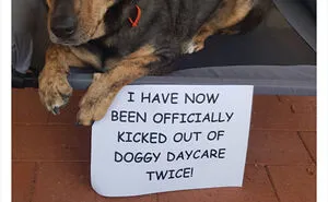 40 Dogs That Committed Such Wicked Acts, Their Owners Couldn't Help But "Shame" Them (New Pics)