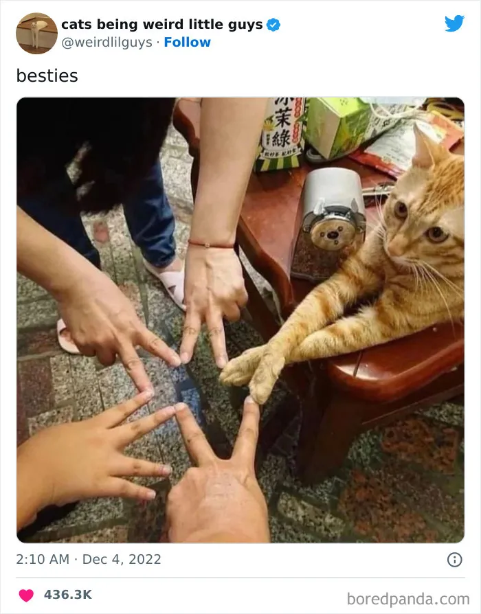 Cat sitting on a table, touching paws with three people's hands in a friendship meme.