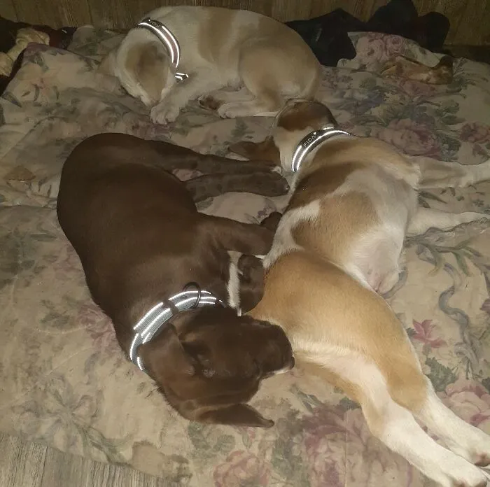 Made Me Laugh So Hard I Cried When I Walked In And Seen This.....they Are Sound Asleep