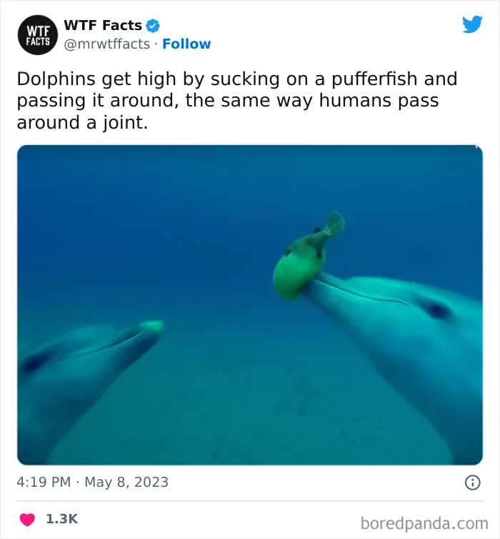 50 Bits Of Information That May Leave You Saying, ‘WTF Facts’ (New Pics)