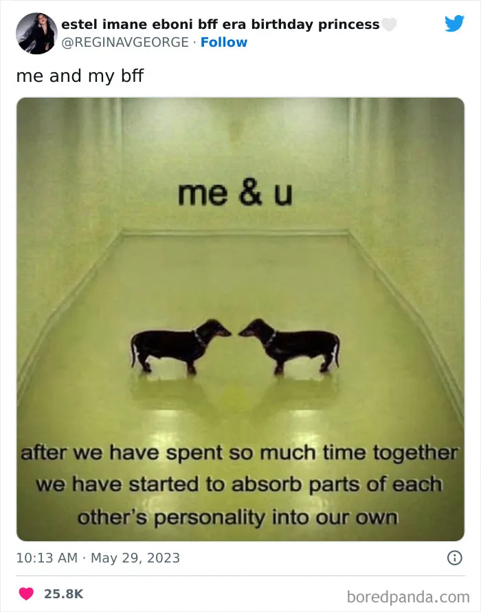 Two dogs facing each other in a hallway, symbolizing friendship and shared personality traits.