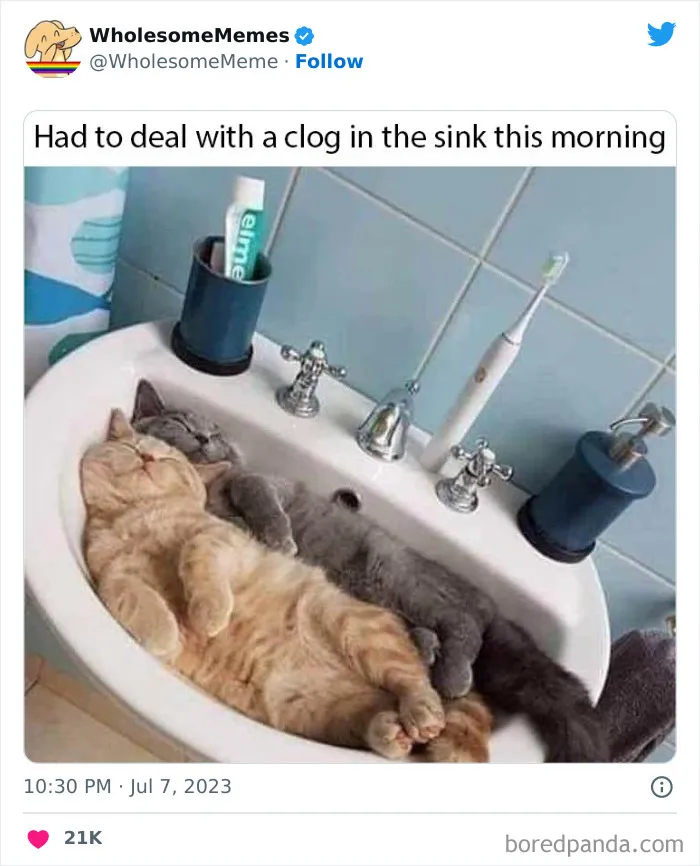 50 Wholesome Memes As Shared By This Twitter Page To Brighten Up Your Day (New Pics)