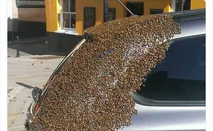 50 Bits Of Information That May Leave You Saying, ‘WTF Facts’ (New Pics)
