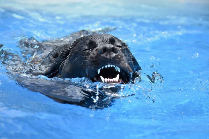 Lucky The Labrador:  "If I Think Like An Otter...."