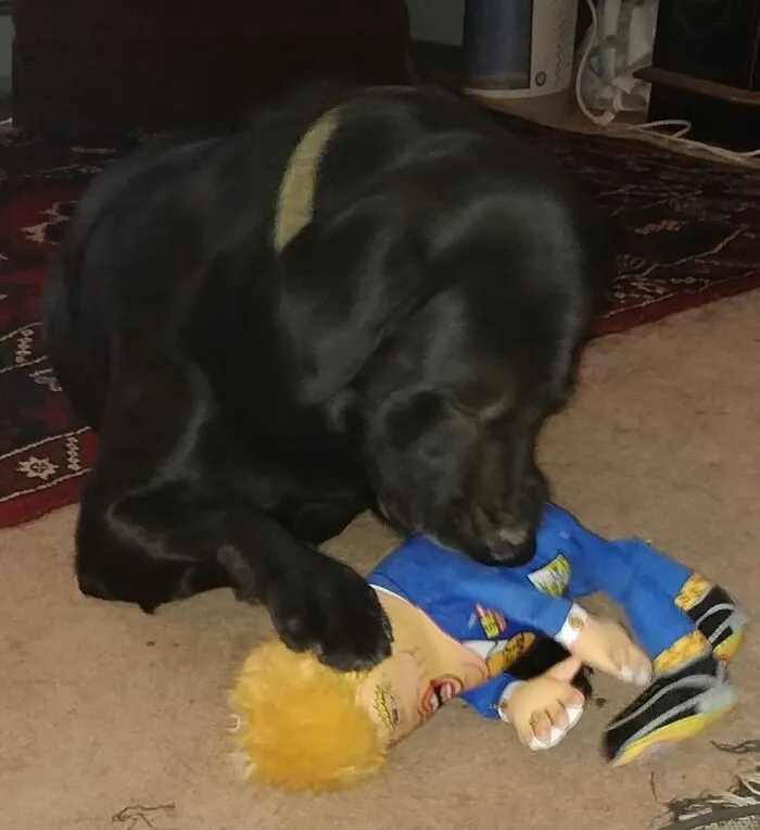 Get Em Maverick