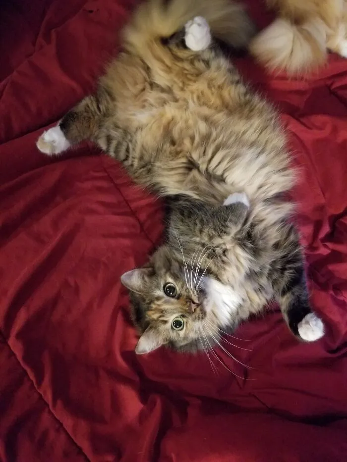 Its Been 3 Years Since Her Pregnant Mom Was Thrown Out Of A Moving Car Near My Moms House. My Mom Kept Her And Now I Have My Best Friend Milkshakes And Her Brother Marshmallows (Not Pictures) And I Have Never Been Happier