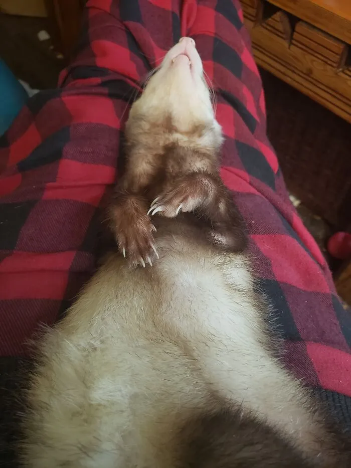 Farrah Collapsed In A Deep Sleep On My Lap Just After Destroying His Business' Ball Pit, Flooding My Living Room With 400 Plastic Balls