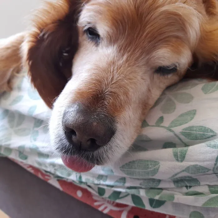 Sleeping Blep