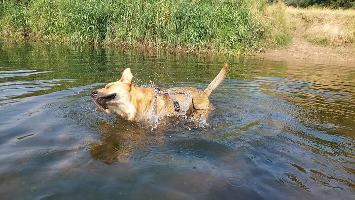 Swimming With Lucy