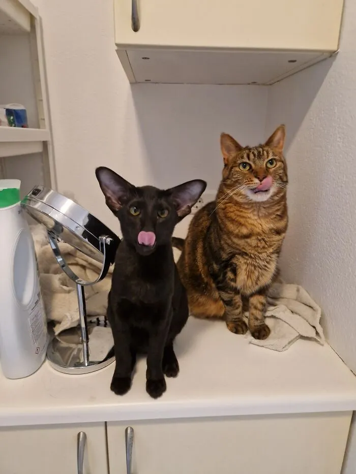 Double Blep