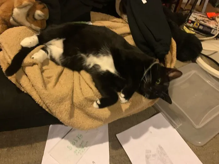 After A Hard Day Of Being Annoying