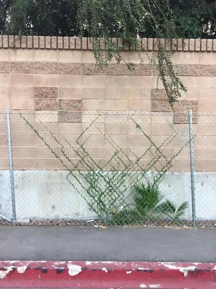 Planta creciendo con el patrón del alambre de la valla
