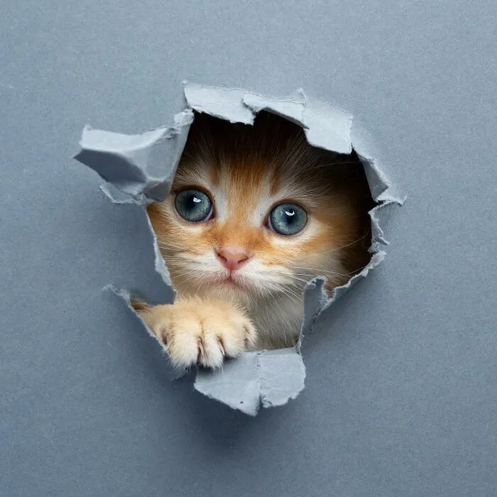 23 Photographs Of Cats Crossing A Paper Wall By Nils Jacobi