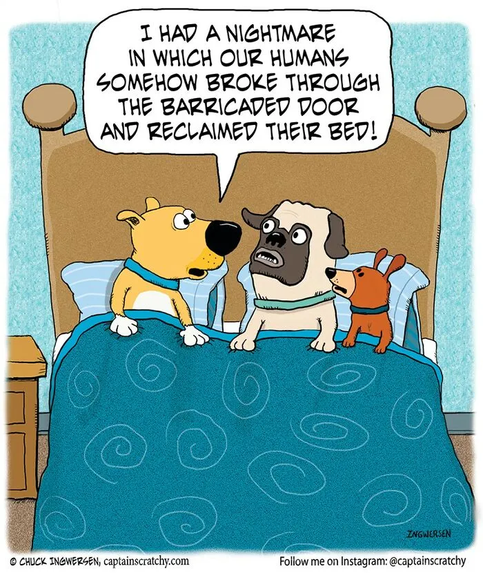 40 New Comics That Feature Animals In Funny Situations By Captainscratchy
