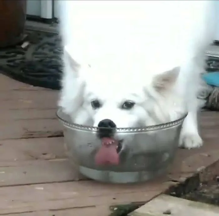 How Max Drinks. The Video Is Hilarious