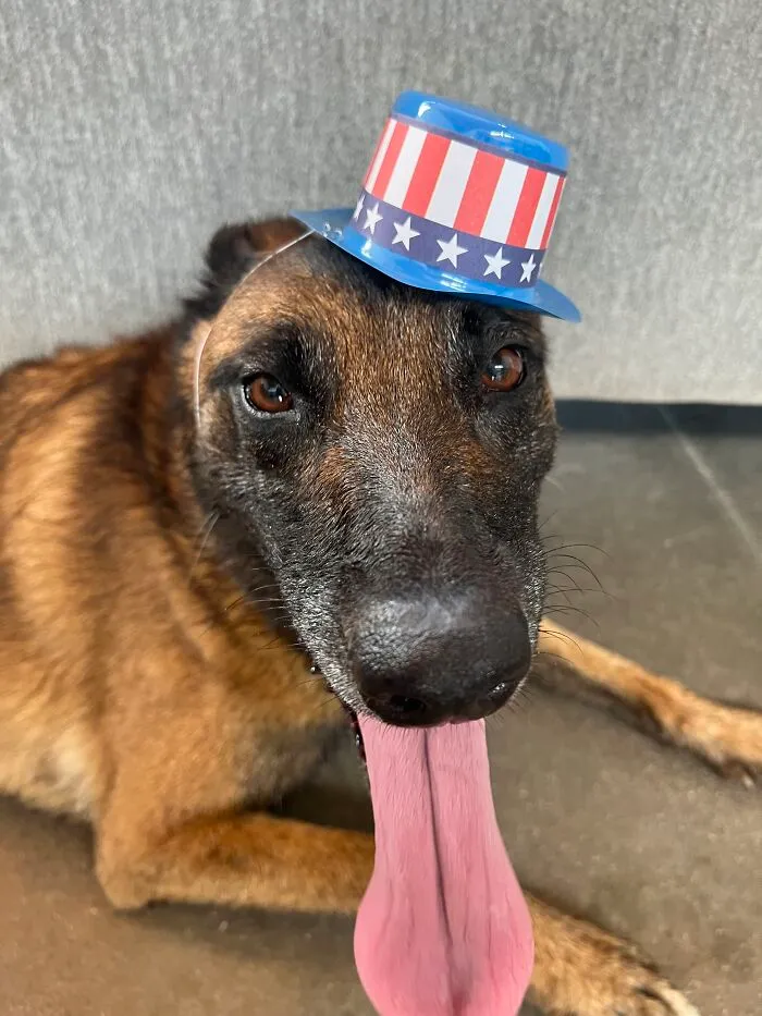 Kilo A Yankee Doodle Dandy