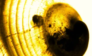 From Microscope To Masterpiece: My Black And Gold Digital Photo Manipulations Journey (24 Pics)