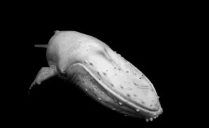 I Photographed The Infamous White Whale Migaloo (4 Pics)