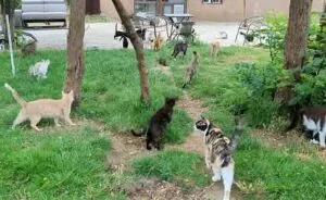 Life In A Cat Sanctuary