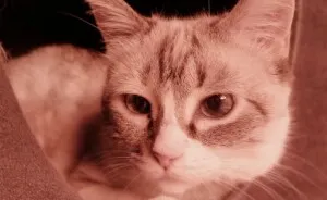 Change One Life Cat Sanctuary: After A Decade Of Caring For Homeless Cats, We Need Your Help