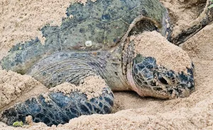 Green Turtles: The Little "Wanderers" In The Middle Of The Ocean
