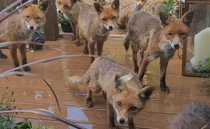 25 Years Ago, This Woman Began Feeding A Family Of Foxes, And Their Offspring Come To Her To This Day