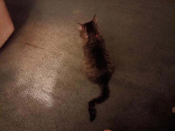 Her Tail Does This Naturally